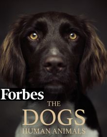 The Dogs: Human Animals - First book of dog photography by Vincent Lagrange, presenting canine portraits full of tenderness and personality.