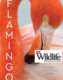 Flamingo - first book dedicated to photographs of flamingos