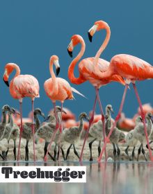 Flamingo are very trendy and popular – these pink creatures are the new unicorns!