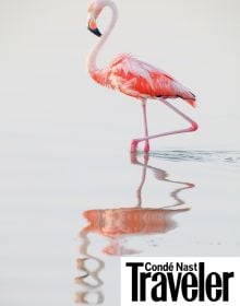 Flamingo are very trendy and popular – these pink creatures are the new unicorns!