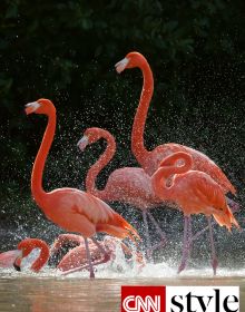 Flamingo are very trendy and popular – these pink creatures are the new unicorns!