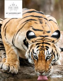 exceptional look at the world of wildlife in their joint venture, aptly titled BIG.