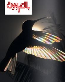BIRDS Poetry in the Sky 9783961713882