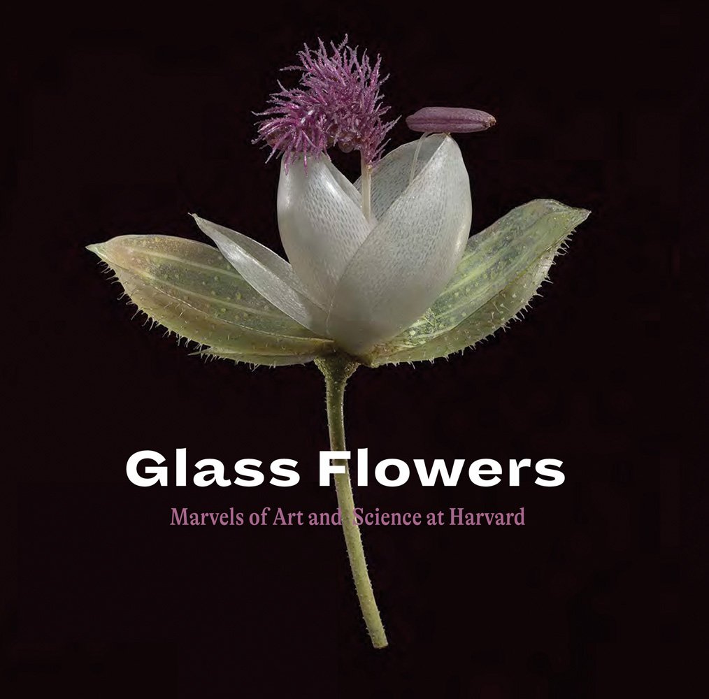 Hyper realistic glass flower with purple stamen and feathery stigma, black cover, Glass Flowers in white font below.