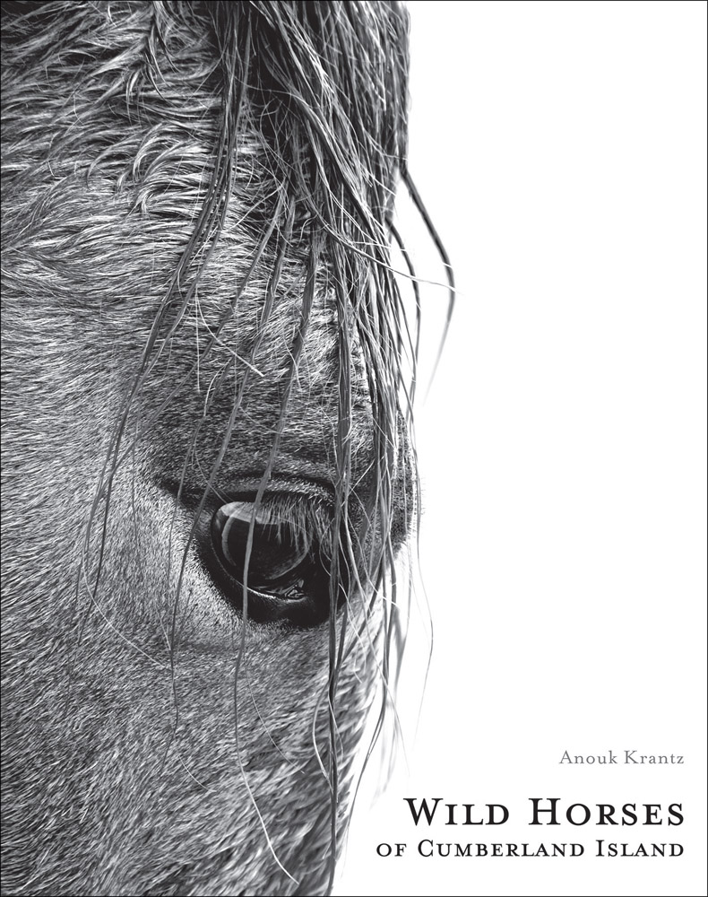 Close up of horses eye and damp front mane, on white cover, Wild Horses of Cumberland Island, in black font to lower right.