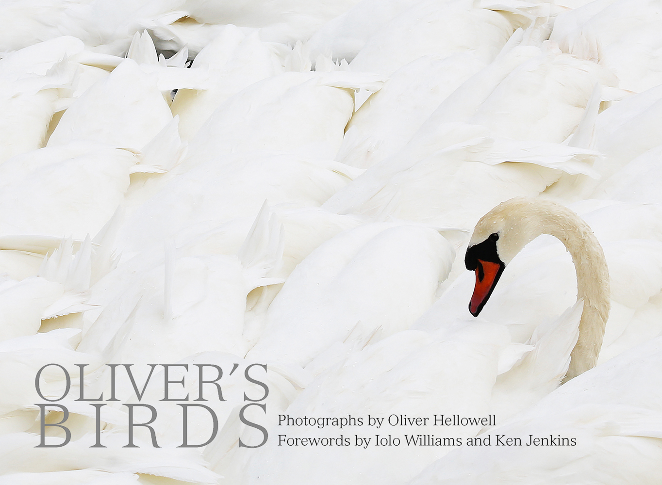 Head and neck of a white swan amongst the tail feathers of other swans, on cover of 'Oliver's Birds' by ACC Art Books.