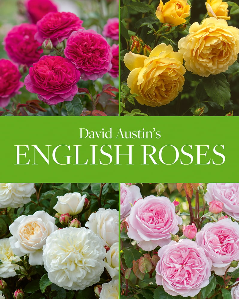 Four vivid colour photos of English roses in pink yellow and cream, David Austin's English Roses in white font on green banner to centre.