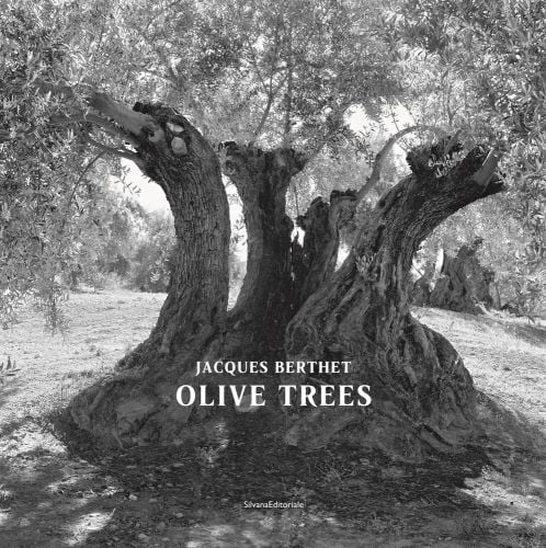 Large ancient olive tree split open with Jacques Berthet Olive Trees in white font below