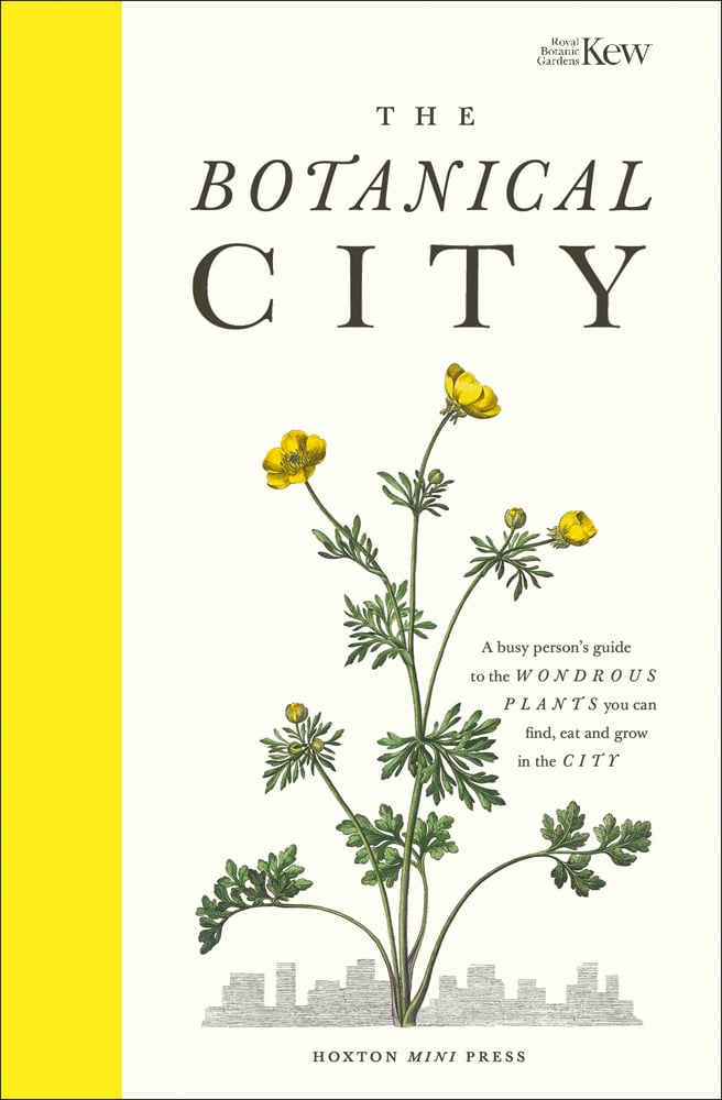 Illustration of buttercup plant with yellow flowers, on cover of 'The Botanical City, A busy person's guide to the wondrous plants to find, eat and grow in the city', by Hoxton Mini Press.