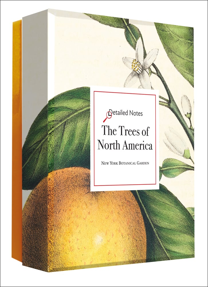 Notecard box of The Trees of North America Detailed Notecard Set, featuring botanical painting of lemon on tree with white flowers. Published by Abbeville Press.