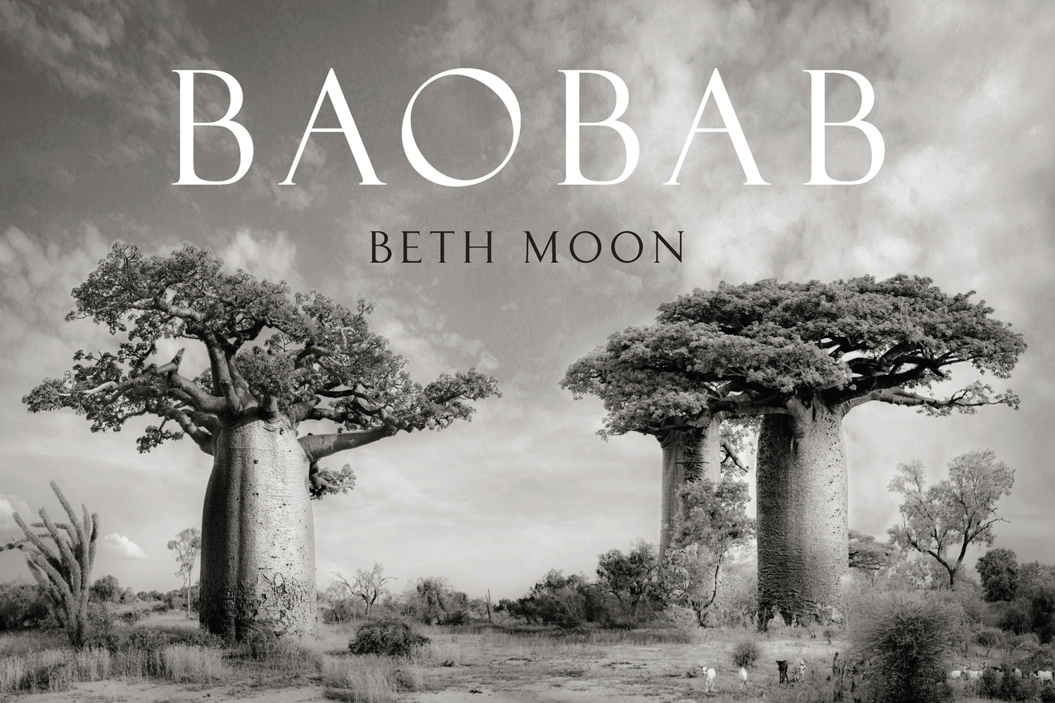 Dramatic sepia landscape photo of 4 large Baobab trees with impressive trunks and Baobab in white font above