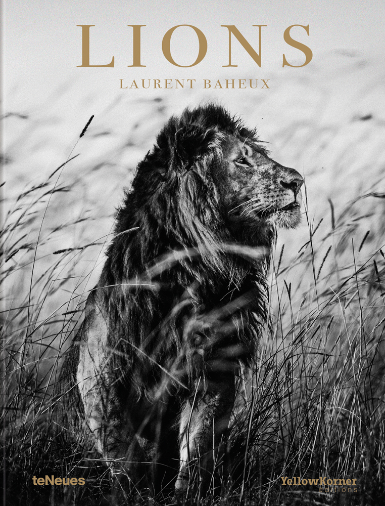 Black and white profile portrait of Lion surrounded by long grass, 'LIONS', in gold font above, by teNeues Books.
