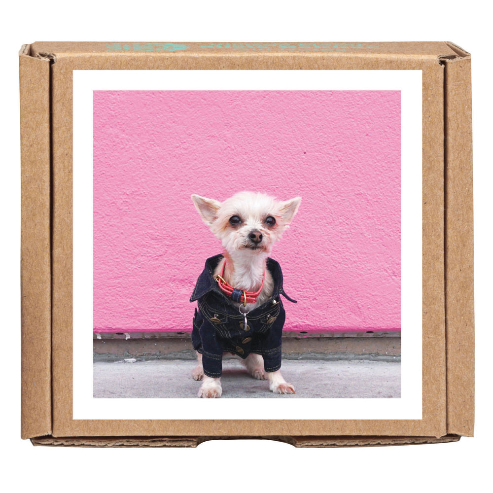 Instagram Terrier mix dog Ella Bean in denim coat, on notecard box, by teNeues Stationery.