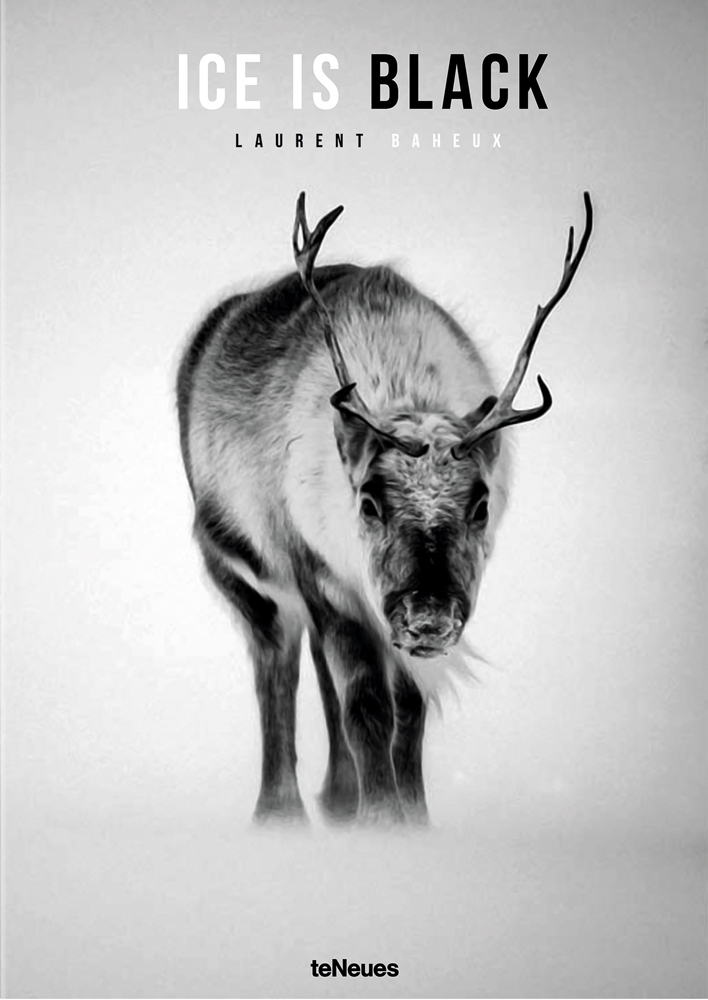 Reindeer walking through arctic landscape, ICE IS BLACK, in white, and black font above.