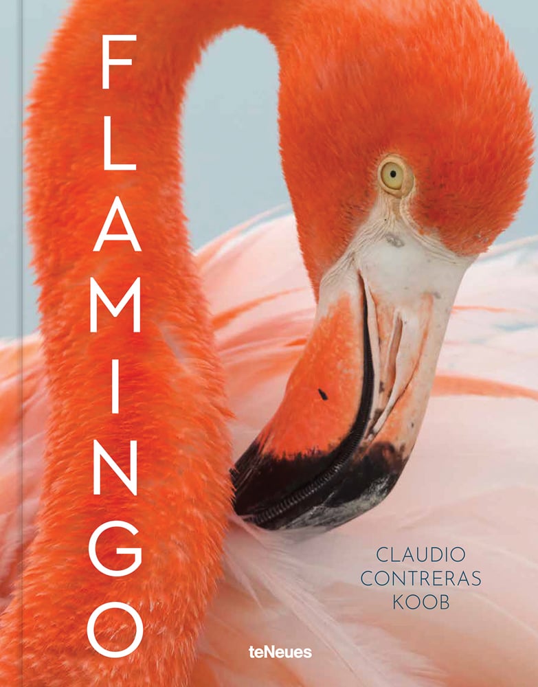 Close up of curved neck, and head with beak of orangey pink flamingo, FLAMINGO in white font down left side