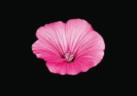 Book cover of The Blooming Book, with a close-up of a pink hibiscus flower head. Published by Seltmann Publishers.