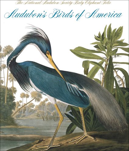 Blue and grey Louisiana Heron sitting on river bank, Audubon’s Birds of America in blue script font above.