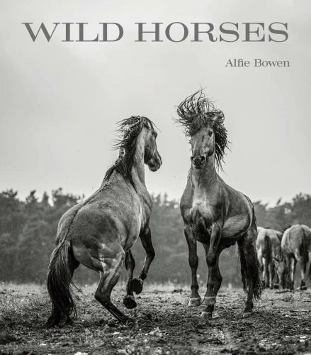 Two horses rearing up in the mud while facing each other, on cover of 'Wild Horses', by ACC Art Books.