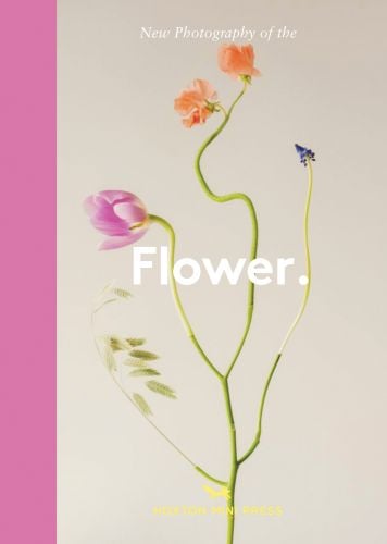New Photograpgy of the Flower.