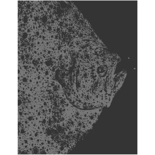 Book cover of In the Deep Present: Craigie Horsfield, featuring a flat fish. Published by Exhibitions International.
