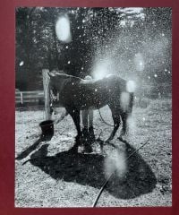 Calling the Birds Home