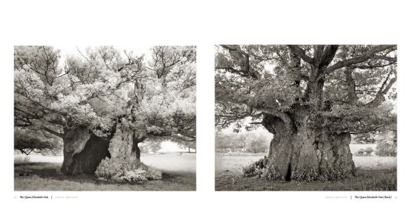 Book cover of Ancient Trees: Portraits of Time, featuring a sprawling tree trunk climbing up ancient ruin. Published by Abbeville Press.