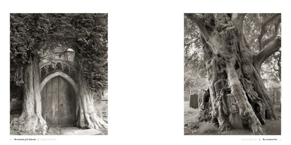 Book cover of Ancient Trees: Portraits of Time, featuring a sprawling tree trunk climbing up ancient ruin. Published by Abbeville Press.