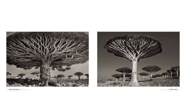 Book cover of Ancient Trees: Portraits of Time, featuring a sprawling tree trunk climbing up ancient ruin. Published by Abbeville Press.