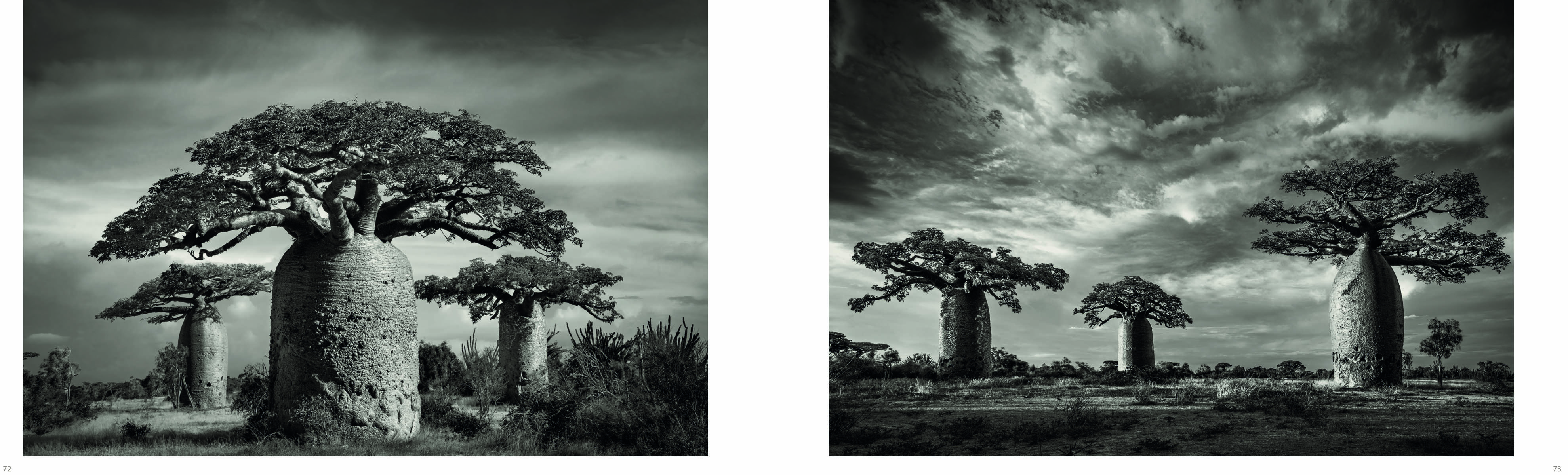 Dramatic sepia landscape photo of 4 large Baobab trees with impressive trunks and Baobab in white font above