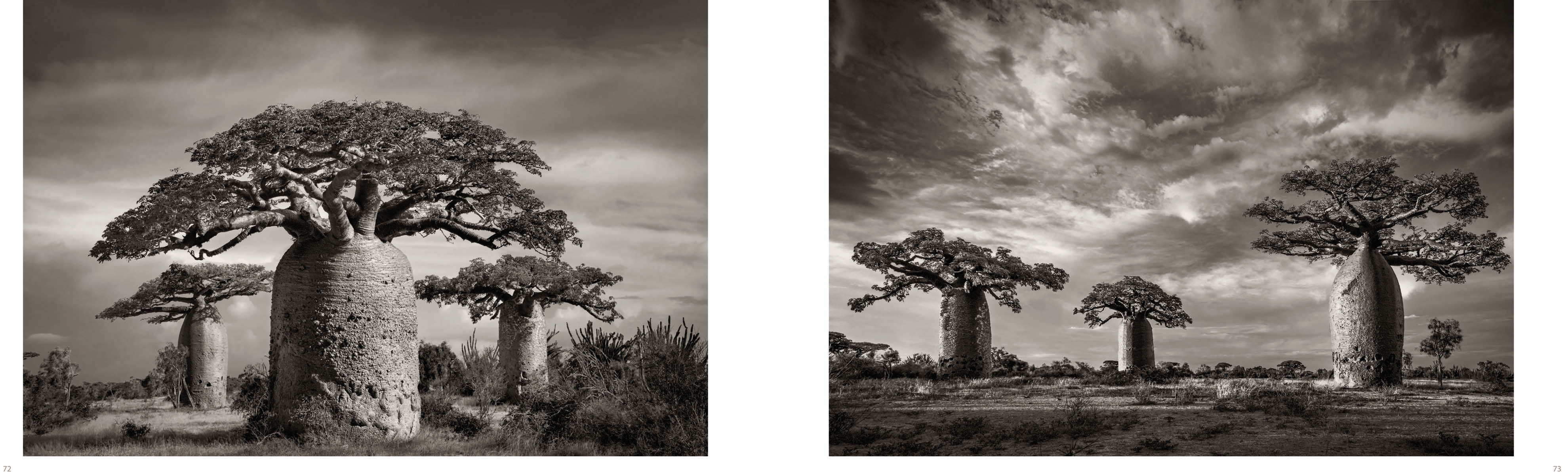 Dramatic sepia landscape photo of 4 large Baobab trees with impressive trunks and Baobab in white font above