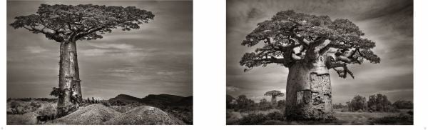 Book cover of Baobab, featuring four large African Baobab trees with barrel-like trunks. Published by Abbeville Press.