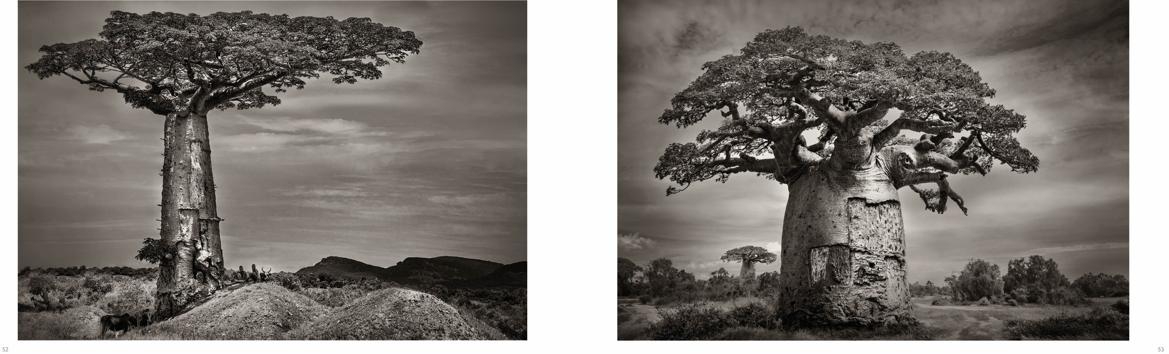 Dramatic sepia landscape photo of 4 large Baobab trees with impressive trunks and Baobab in white font above