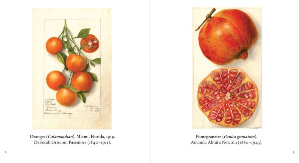 Book cover of Fruit: Selections from the USDA Pomological Watercolor Collection, with a watercolour of red and yellow apple with stalk. Published by Abbeville Press.