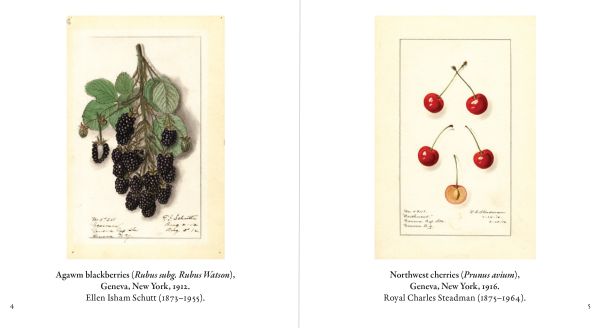 Book cover of Fruit: Selections from the USDA Pomological Watercolor Collection, with a watercolour of red and yellow apple with stalk. Published by Abbeville Press.