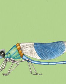 Board book cover of Build-a-Bug: Make Your Own Wacky Insect!, with three sections: a head of stag beetle, the body of butterfly, and the tail of wasp. Published by Abbeville Press.