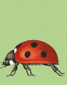 Board book cover of Build-a-Bug: Make Your Own Wacky Insect!, with three sections: a head of stag beetle, the body of butterfly, and the tail of wasp. Published by Abbeville Press.