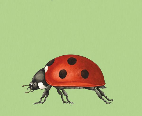 Board book cover of Build-a-Bug: Make Your Own Wacky Insect!, with three sections: a head of stag beetle, the body of butterfly, and the tail of wasp. Published by Abbeville Press.