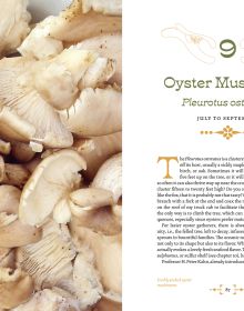 Book cover of Mushroom Foraging and Feasting, featuring a basket of gold and white mushrooms on table. Published by Abbeville Press.