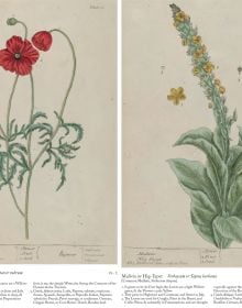 Book cover of A Curious Herbal: Elizabeth Blackwell's Pioneering Masterpiece of Botanical Art, featuring an illustration of honeysuckle. Published by Abbeville Press.
