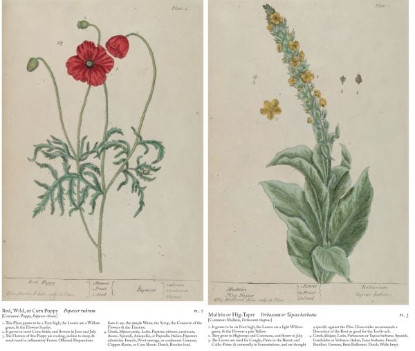 Book cover of A Curious Herbal: Elizabeth Blackwell's Pioneering Masterpiece of Botanical Art, featuring an illustration of honeysuckle. Published by Abbeville Press.