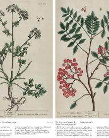 Book cover of A Curious Herbal: Elizabeth Blackwell's Pioneering Masterpiece of Botanical Art, featuring an illustration of honeysuckle. Published by Abbeville Press.