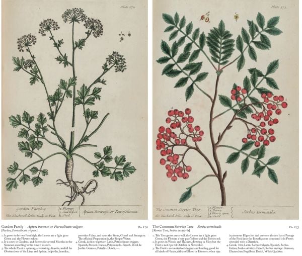 Book cover of A Curious Herbal: Elizabeth Blackwell's Pioneering Masterpiece of Botanical Art, featuring an illustration of honeysuckle. Published by Abbeville Press.