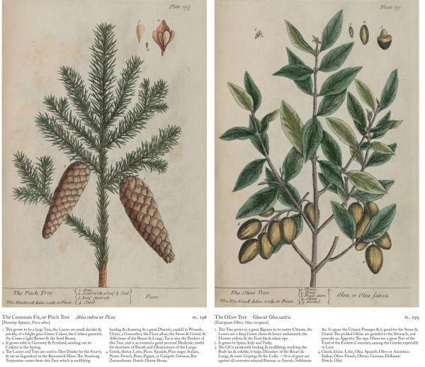 Book cover of A Curious Herbal: Elizabeth Blackwell's Pioneering Masterpiece of Botanical Art, featuring an illustration of honeysuckle. Published by Abbeville Press.