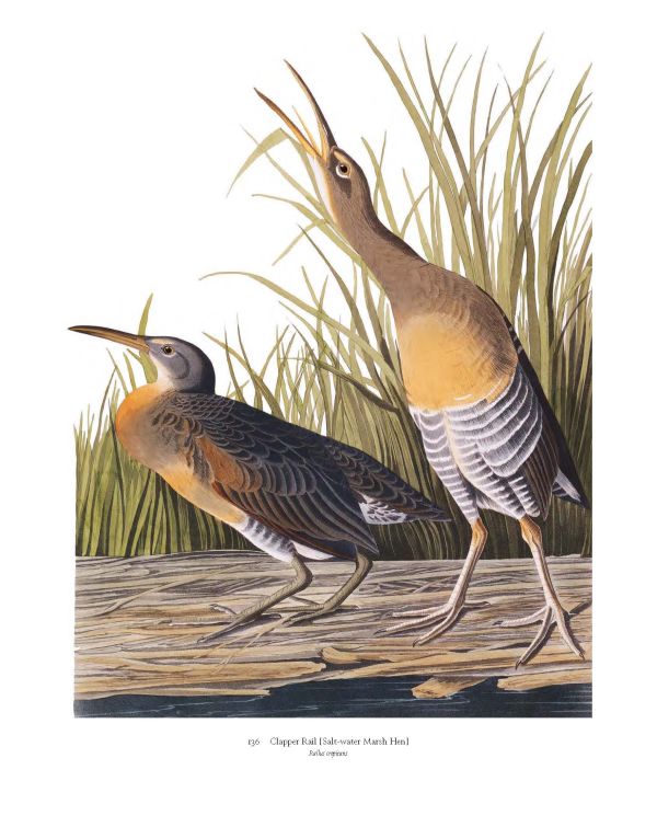 Luxury slipcase cover of Audubon’s Birds of America, Baby Elephant Folio', with a painting of head and foot of pink flamingo. Published by Abbeville Press.