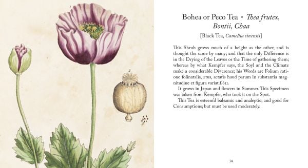 Book cover of Healing Plants: From Elizabeth Blackwell's