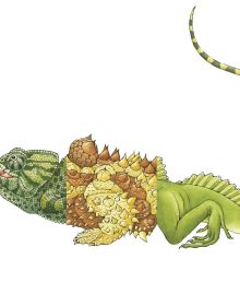 Book cover of Sara Ball's Flip-a-gator, with the head of iguana, torso of green dragon and tail of spiky tailed lizard. Published by Abbeville Press.