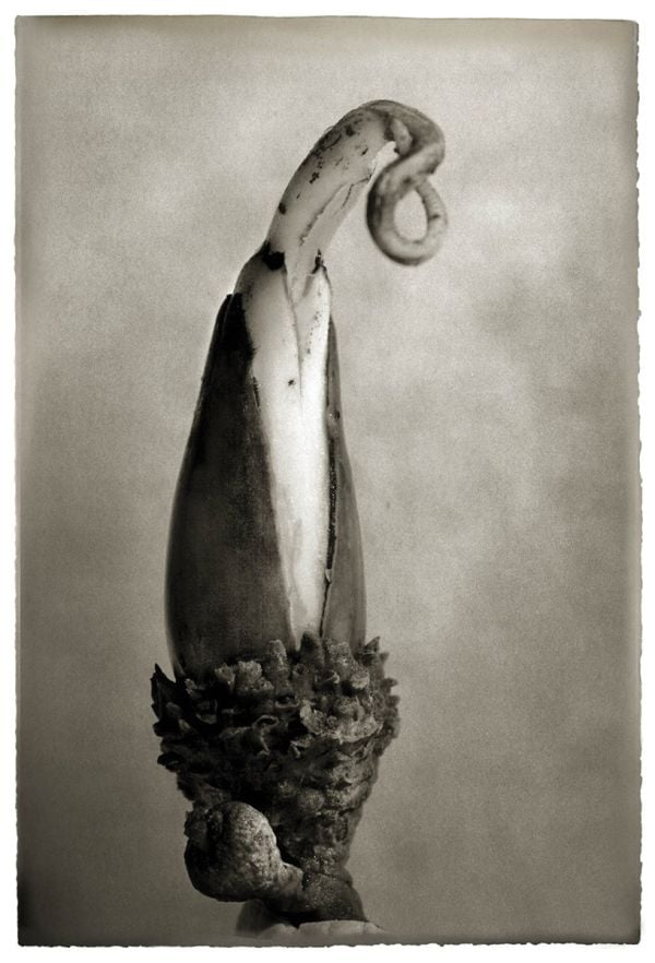 Book cover of Oak: From Seed to Ancient Tree; featuring a large tree. Published by Abbeville Press.