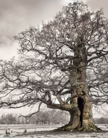 Oak