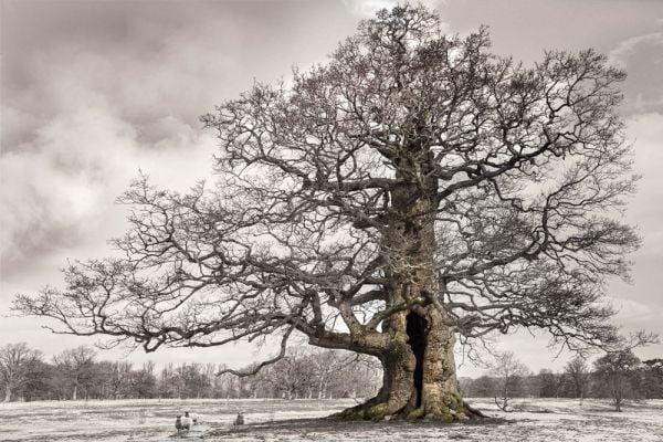 Book cover of Oak: From Seed to Ancient Tree; featuring a large tree. Published by Abbeville Press.