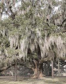 Oak